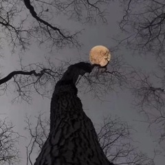 This sweet raven