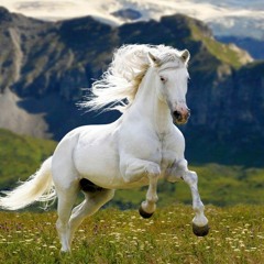 Yote tunes by Whitehorse in Chuska Mtn