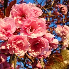 Just A Sucker For Love