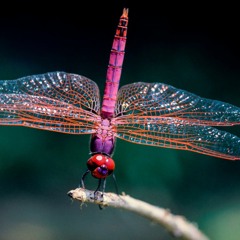 The music that I use