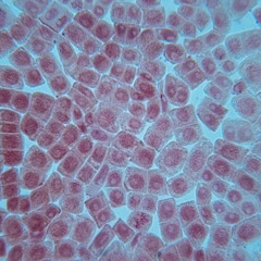Mitosis