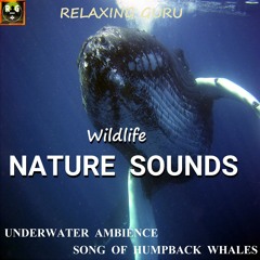 Wildlife Nature Sounds: Underwater Ambience with Song Of Humpback Whales