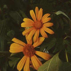 Bertaut - Nadin Amizah (cover)