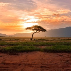 African Warm