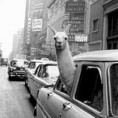 Руслан Добрый