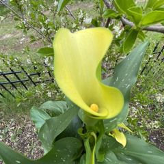 Yellow Calla Lilies