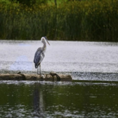 floating on a log