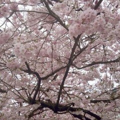 Sakura!