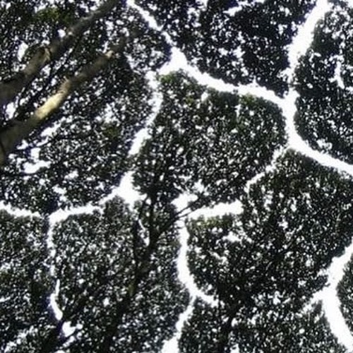 spcash - count up [yung brando + r$x] (2021)