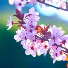 TIGHTROPE (COVER) Evalentine The Greatest Showman