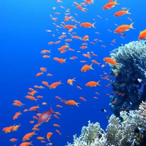 آندي ويراندي ويتبي free background music downloads FREE DOWNLOAD