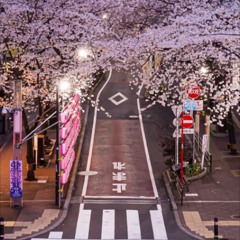 Cherry Blossom Drive.