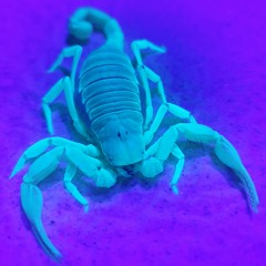 1.2.Zespół Sawanta