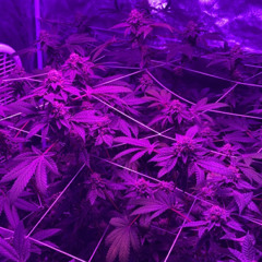 unreleased - Baby Smoove ⛹️