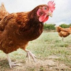 Chicken Dance sample