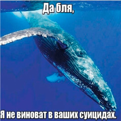 синий кит (paracryy, livingpuff, 17mymind)