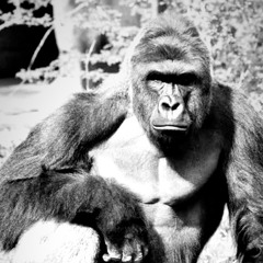 HARAMBE DIED FOR OUR SINS…(Demo)