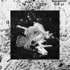 GLYK8 / M-pha - Tollwut Synapses