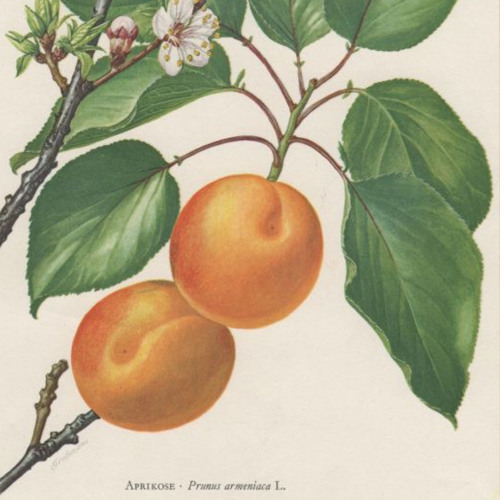 apricot