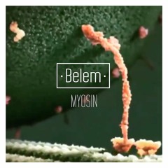 Myosin - Belem