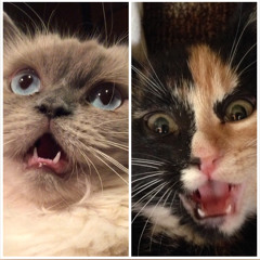 My boyfriend tried to delete t