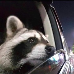 fuzz_1