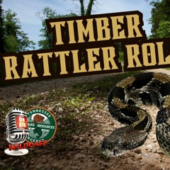 TW 379 - Timber Rattler Roll!