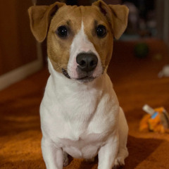 underDAWG