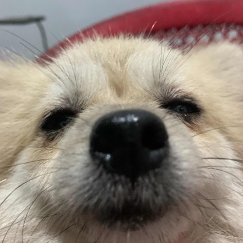 Nhạc Slot Dolar💵