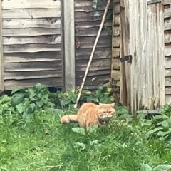 Garfield Grazing on Long Grass