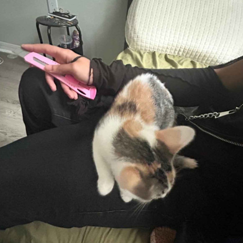 pink switchblade (snippet)