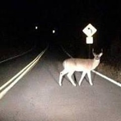 Deer in Headlights