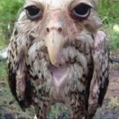 jungle juice! (feat. LOSTBOYKURI & Chef!)