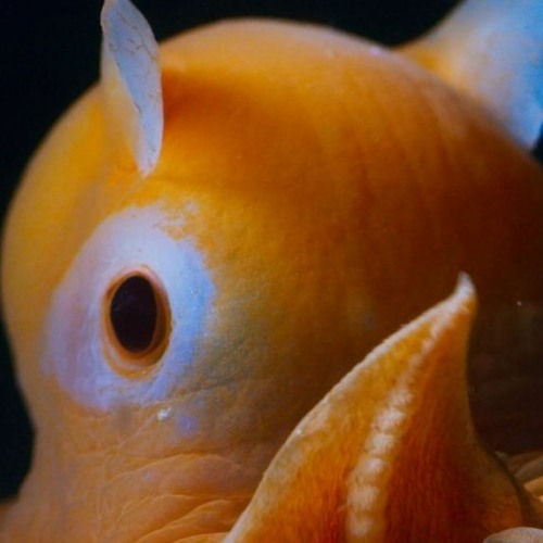 BB67 - Flapjack Octopus