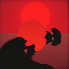 Monkeys in the Mirror