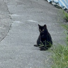 全員逃走中demo.m4a