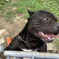 DOG x ROKKOUT6