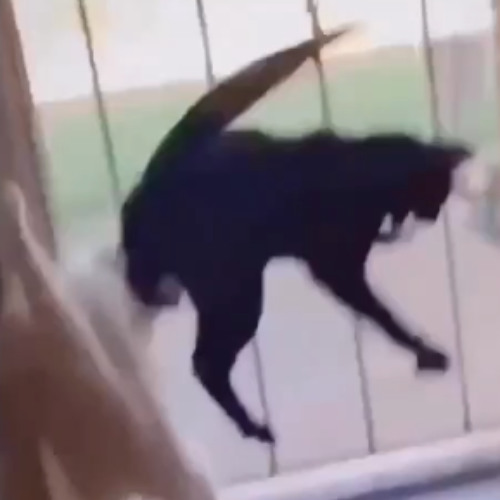 Takedown x It's Going Down Mashup (KPop Demon Hunters x Descendants)