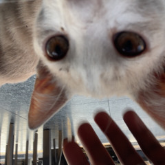 villainous sample beat with cat cover photo