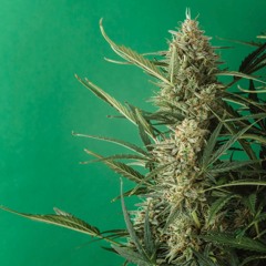 El Keter - G Thang (Lofi Remix) feat. Dr. Dre and Snoop Doggy Dogg