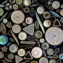 Diatoms Dubhouse