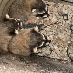 AAAC Wildlife Removal of Mobile - AAAC Wildlife Removal