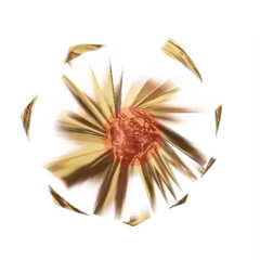 Supernova