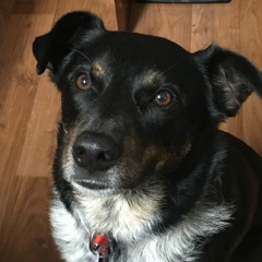 Dog Of Bronze Project - 11:3:2025, 9.41 PM.wav