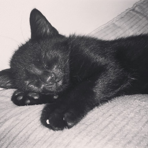 Shit cops (Instrumental)