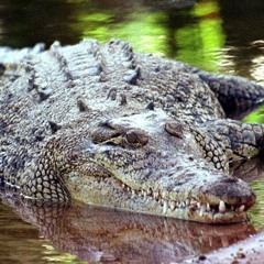 Crocodiles Diving Down