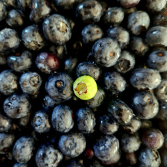 Greenberry