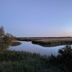 Amphibian Chorus - Les Marais Du Verdier, Camargue, France