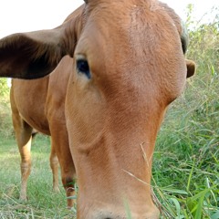 NOI DAU EM GIAU MOT MINH REMIX