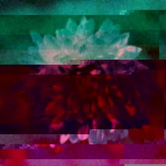 LOVE ME NOT // Chrysanthemum